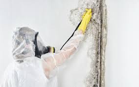 Best Attic Mold Removal  in Philmont, NY